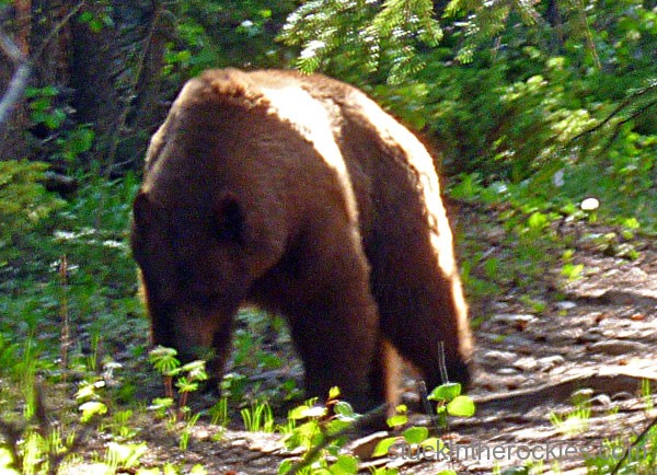 bear in the wild cotton lake trail