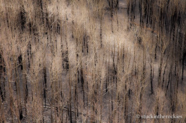 West Fork Complex Wildfire03