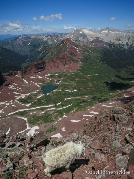 maroon bells mountain goat