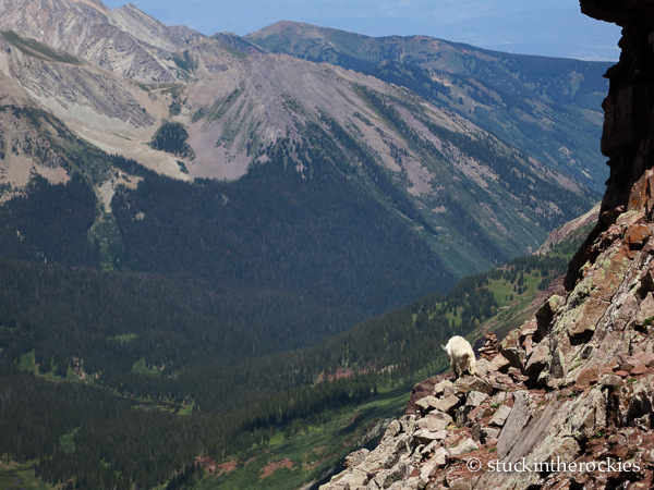 Maroon Bells traverse mountain goat