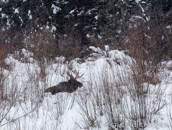 Moose in Castle Creek Valley