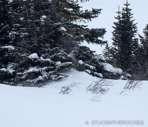 Ptarmigan up at Green-Wilson Hut