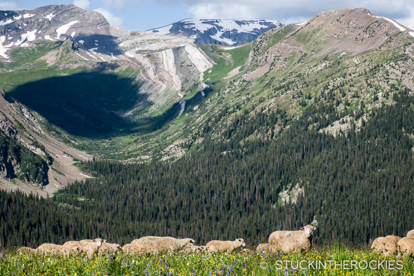 Grazing sheep on the Sheepherders Trail