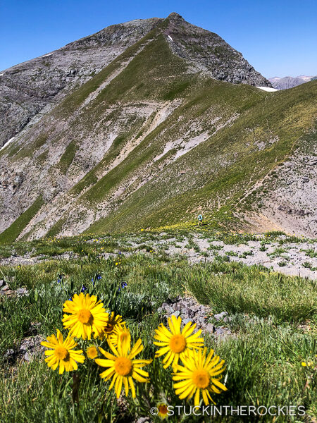 Alpine sunflowers