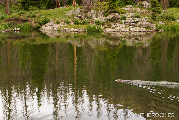 A curious beaver swimming in Cotton Lake.