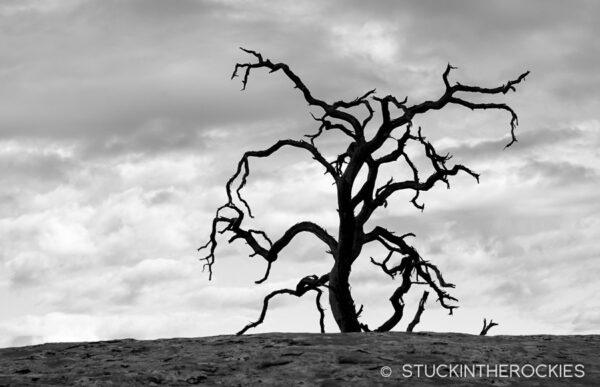 An old gnarled Juniper tree.