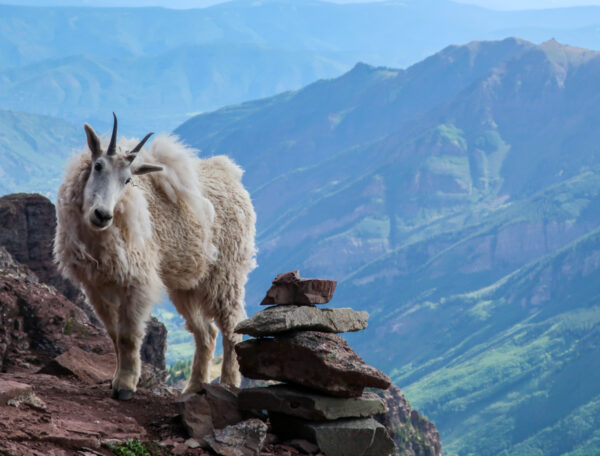 A curious mountain goat high on the route on Pyramid Peak