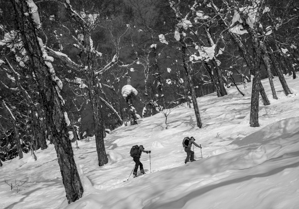 Skinning through birch forests on Mount Yotei's Makkari route.